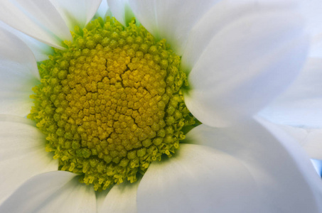 白色洋甘菊花的特写