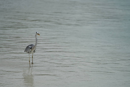 热带鸟类在沙滩上散步