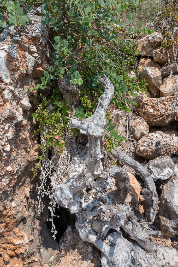 希腊科尔福glyfa的岩石植物.