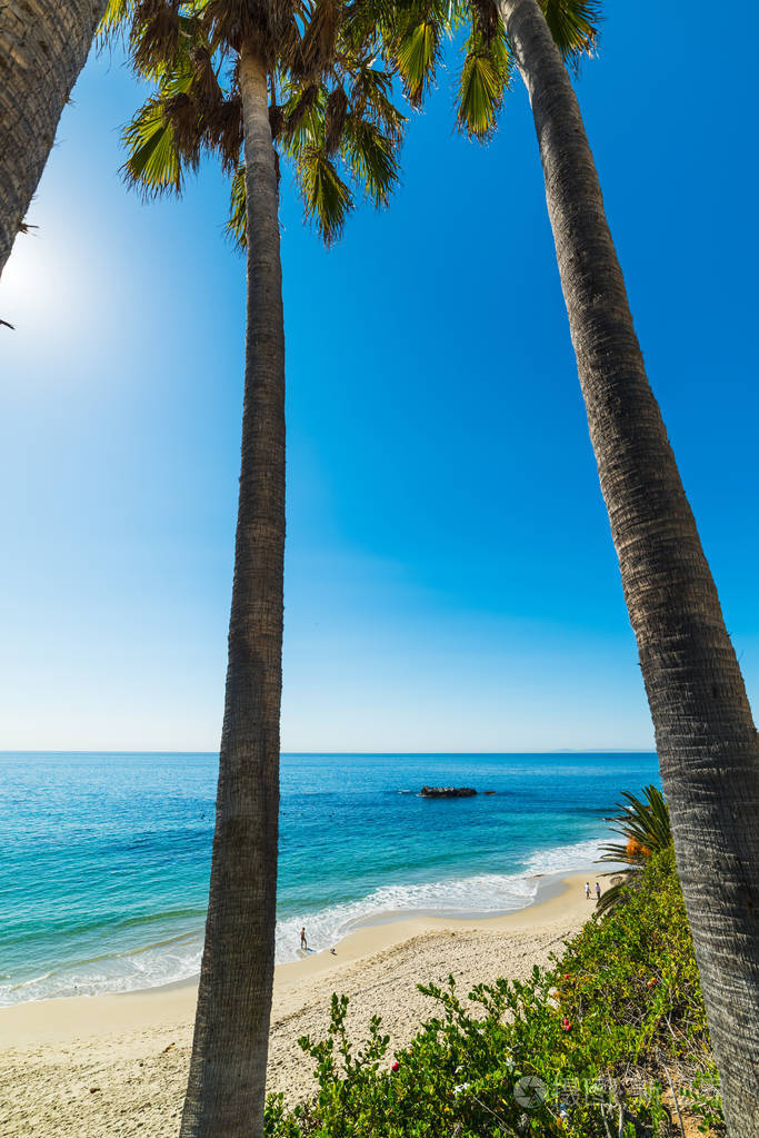 棕榈树在拉古纳海滩岸边的海边南加州