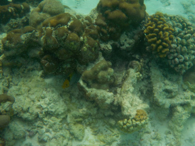 浅海中的斑孢花椰菜珊瑚相似素材图片 摄图新视界 浅海中的斑孢花椰菜珊瑚相似素材图片 摄图新视界