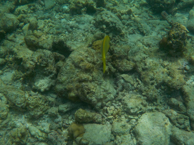 浮潜时马尔代夫水下海洋生物景观