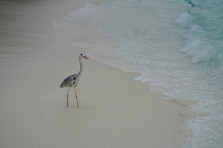 热带鸟类在沙滩上散步