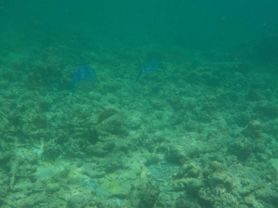 浮潜时马尔代夫水下海洋生物景观