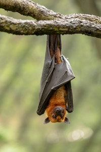 大型马来亚飞狐, 翼龙吸血鬼, 蝙蝠挂在树枝上