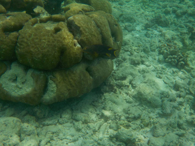 浮潜时马尔代夫水下海洋生物景观