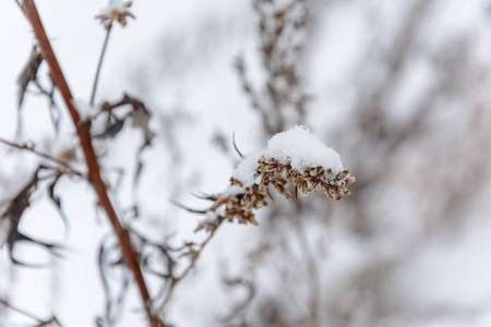 冬天在雪中干燥的植物图片