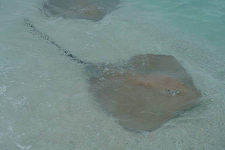 靠近马尔代夫海岸线的黄貂鱼