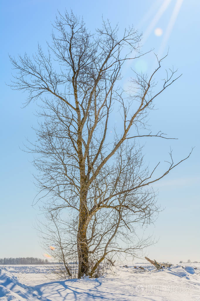 冬天雪地里的一棵孤独的树照片-正版商用图片16ho8e-摄图新视界