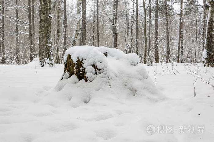 雪下森林中的老树桩