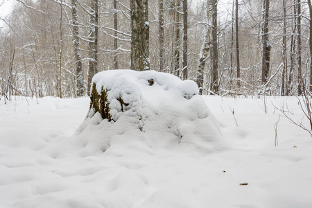 雪下森林中的老树桩图片