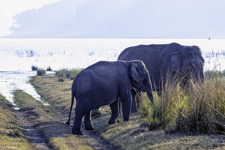 印度大象Elephas Maximus Indicus，背景是吉姆科贝特国家公园印度，有Ramganga水库。