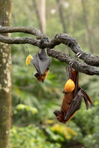 大型马来亚飞狐, 翼龙吸血鬼, 蝙蝠挂在树枝上