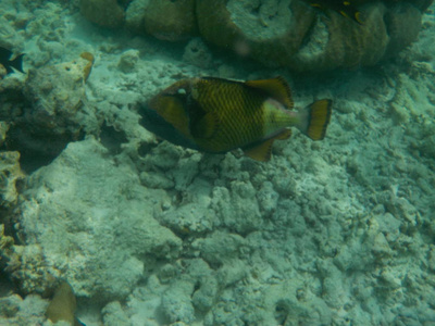 浮潜时马尔代夫水下海洋生物景观