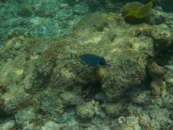 浮潜时马尔代夫水下海洋生物景观