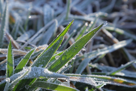 大美女冰露图片