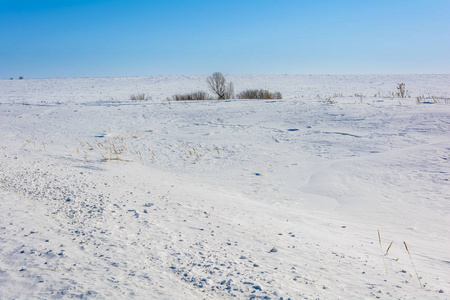 冬天雪地里的树木