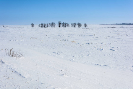 冬天雪地里的树木