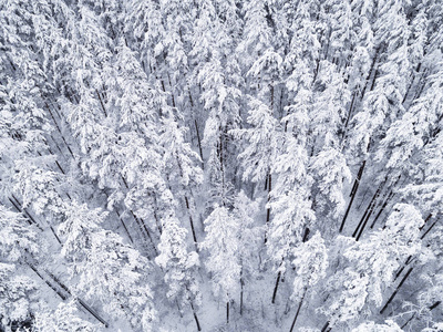鸟瞰冬天白雪覆盖的松林。 冬天的森林纹理。 空中观景。 鸟瞰冬季景观。 白雪覆盖的森林。 空中摄影