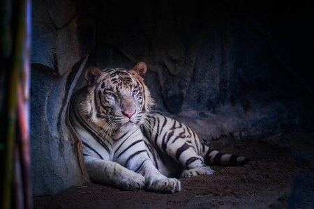 白虎躺在山洞里.照片
