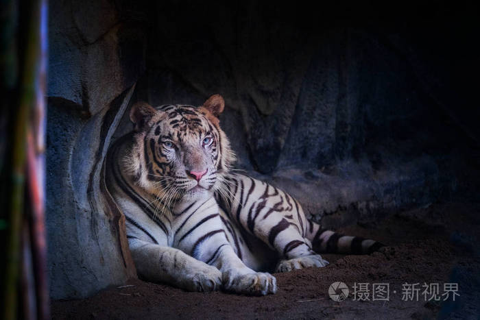白虎躺在山洞里