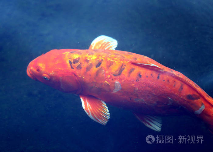 红鲤鱼在水库清水中的明亮宏图