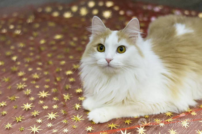 白色米色猫在红色的布上,上面有金色的星星. 圣诞背景.