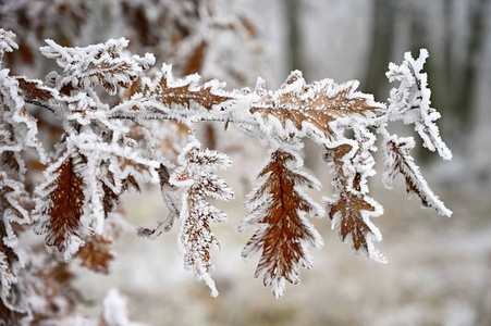 树枝上的霜和雪。 美丽的冬季季节背景。 冰冻自然的照片。