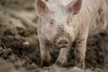 猪在有机肉农场的草地上吃东西