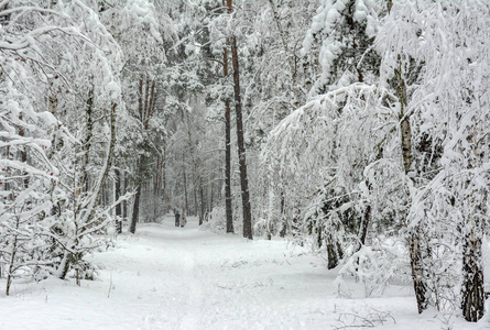 在雪地里散步。 降雪。 漂流。 美丽。