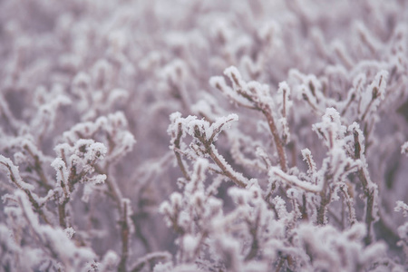 雪中的树枝。 白霜。 模糊的背景。