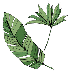 异国情调的热带夏威夷夏季。 棕榈滩树丛林植物叶。 绿色雕刻墨水艺术。 叶植物植物园花叶。 孤立的叶子插图元素。