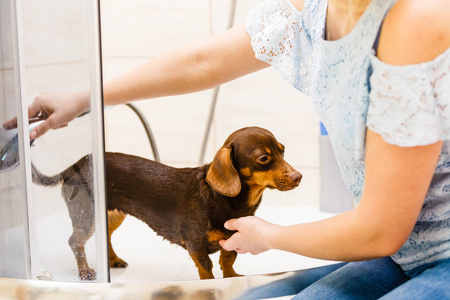 照顾她小狗的女人。 女性在淋浴下清洗Dachshund。 动物卫生概念。