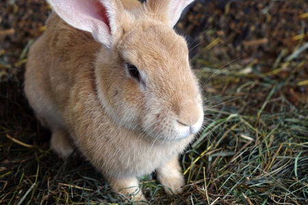 兔子农场。笼子里的一只小兔子