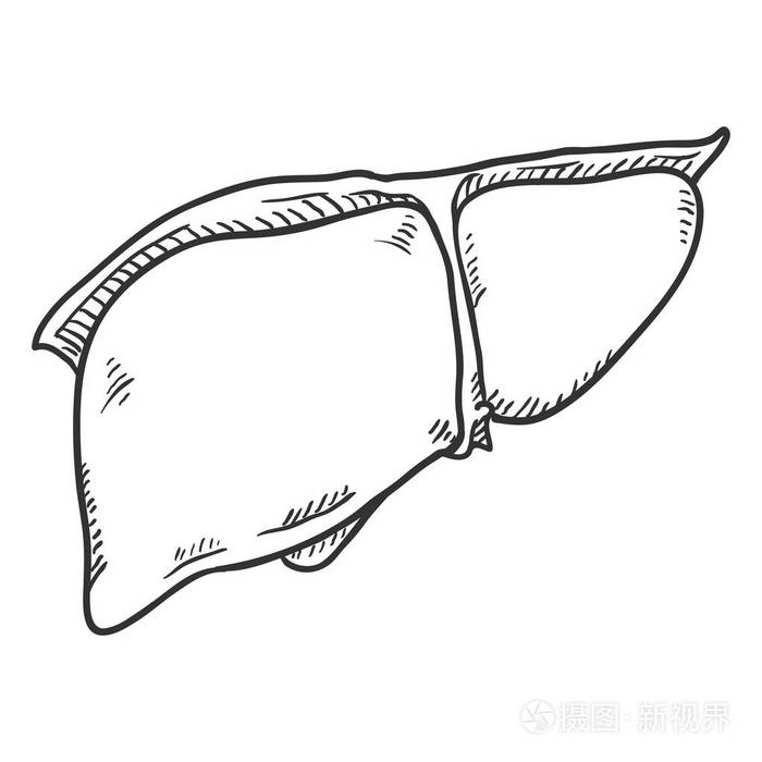 矢量草图人类肝脏解剖器官