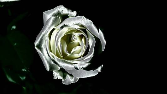 玫瑰. 程式化. 宏观模式照片