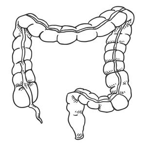 矢量草图人体大肠。 解剖器官插图。