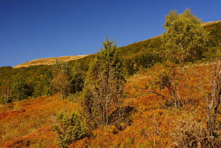原始森林的秋天。 比斯扎迪山。 波洛尼卡林斯卡