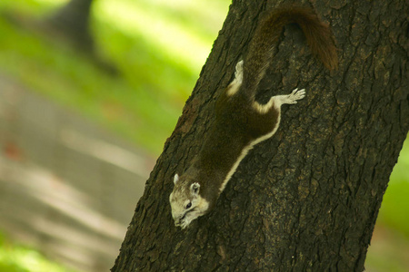 松鼠在爬树。