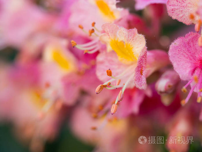 晴天马栗树粉红色花的美丽细节 照片 正版商用图片16i5oy 摄图新视界