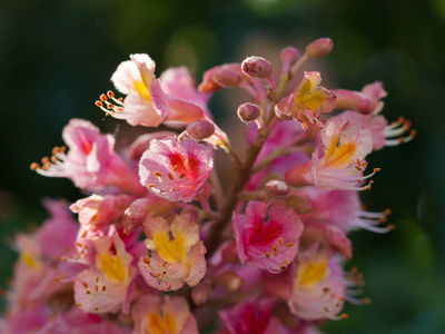 晴天马栗树粉红色花的美丽细节。