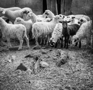 希腊欧洲克里特岛放牧的羊群