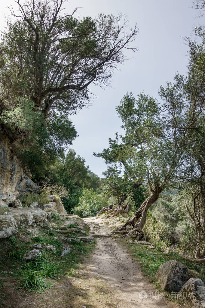 希腊欧洲克里特岛林地中的乡村道路景观