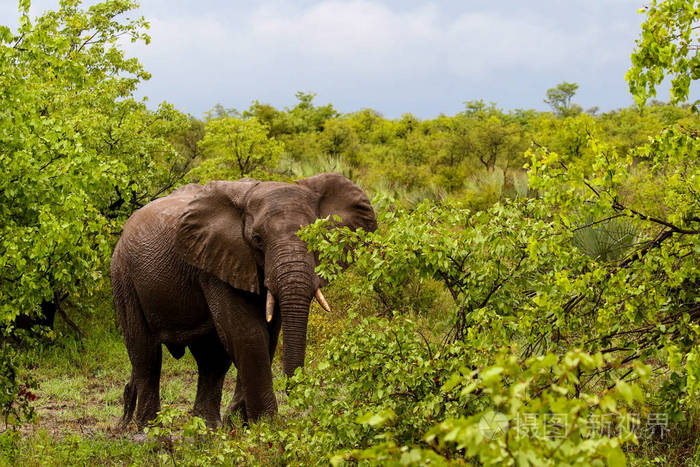 非洲象在雨中克鲁格国家公园南非