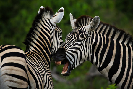 黑白斑马玩克鲁格国家公园南非图片