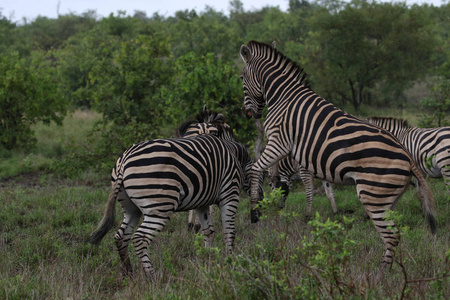 黑白斑马玩克鲁格国家公园南非