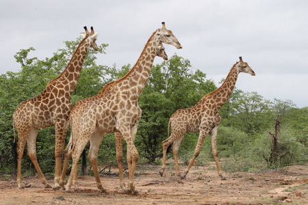非洲长颈鹿一家人花时间在一起狩猎克鲁格国家公园