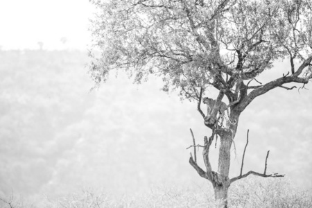 黑白照片濒临灭绝的豹子在一棵遥远的树与一只黑斑羚悬山和天空背景克鲁格国家公园南非