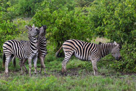 黑白斑马玩克鲁格国家公园南非