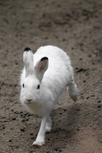 一只小白兔跳来跳去